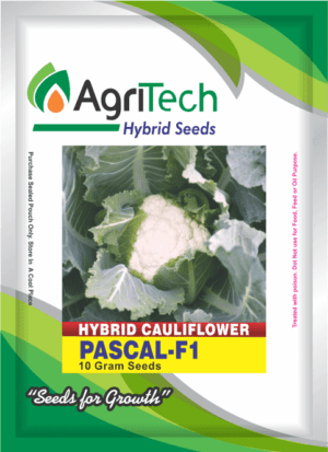 Pascal F1 Hybrid Cauliflower Seeds-Agritech