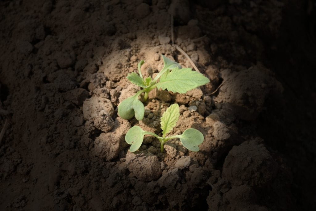 Turnip Germination Stage Green Gold Agri Seeds(Pvt)Ltd