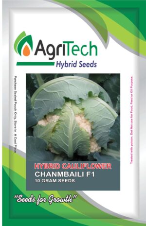 Chanmbaili F1 Hybrid Cauliflower Seeds-Agritech
