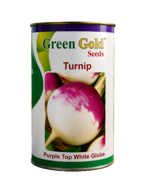 turnip(shalgam) Purple Top White Geen Gold Seeds