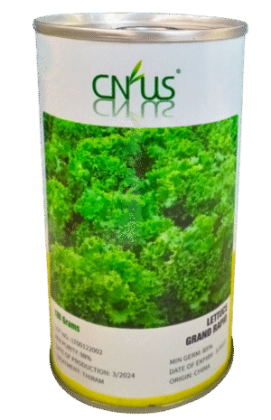 Grand Rapid Lettuce Seed 100gm Salad Beej Cnus China