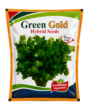Hybrid Coriander italy Seed 500gm Broad Leafs Green Gold Dhania