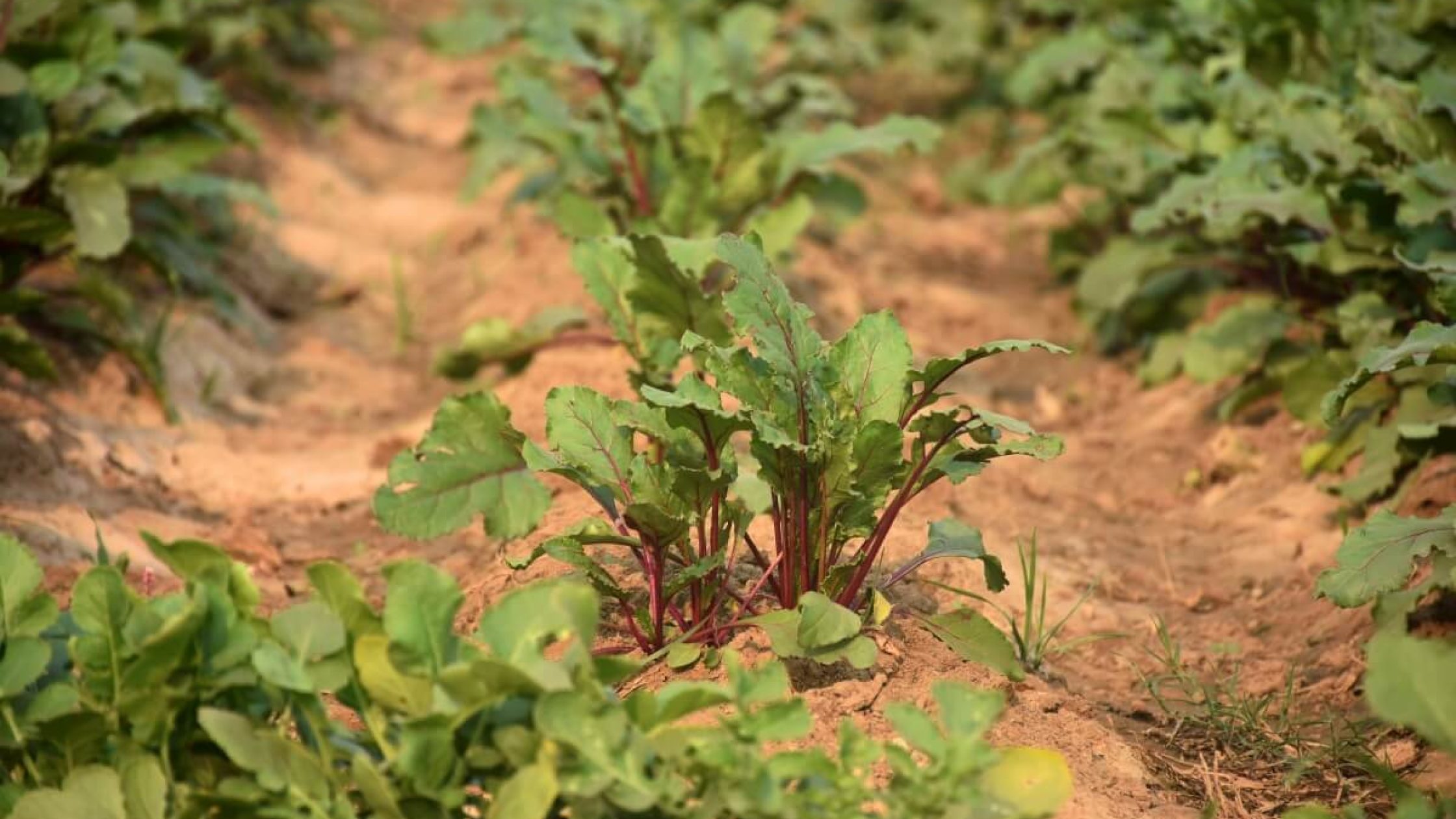 Beetroot_HealthBenefits (1) Beetroot_HealthBenefits (1)