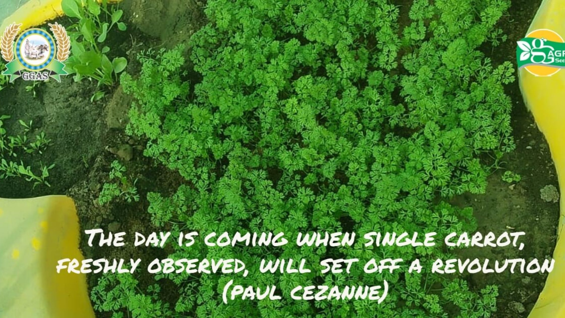 How to Grow Carrrot (1) How to Grow Carrrot (1)