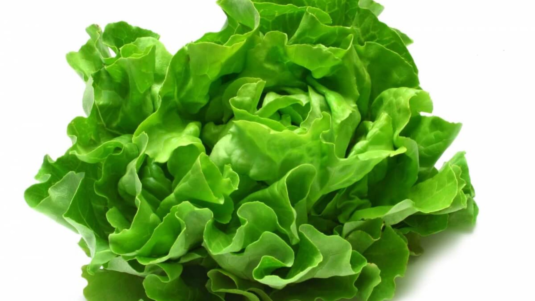 Lettuce growing tips & advices (1) Lettuce growing tips & advices (1)