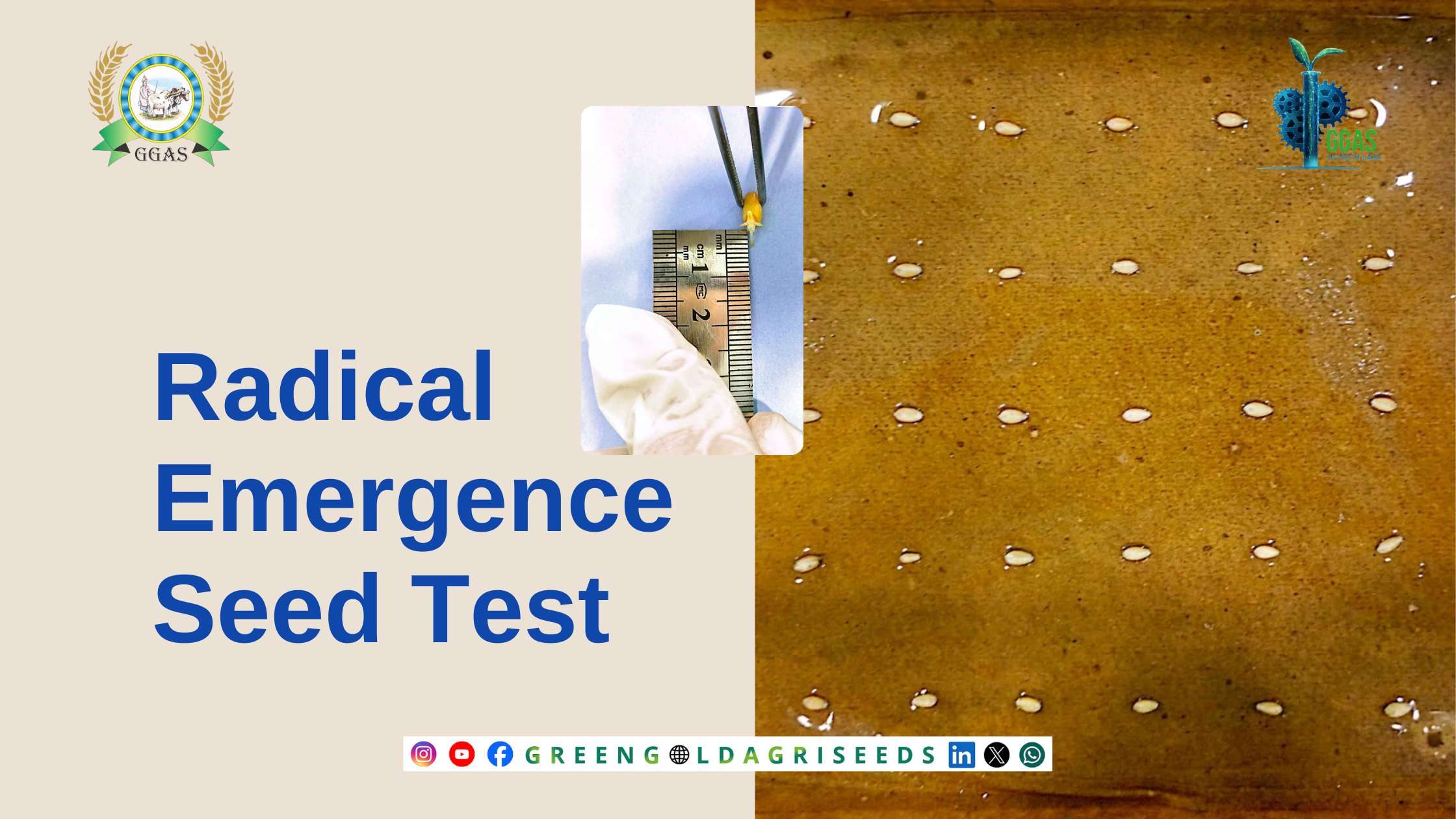 Radical Emergence Seed Test Radical Emergence Seed Test