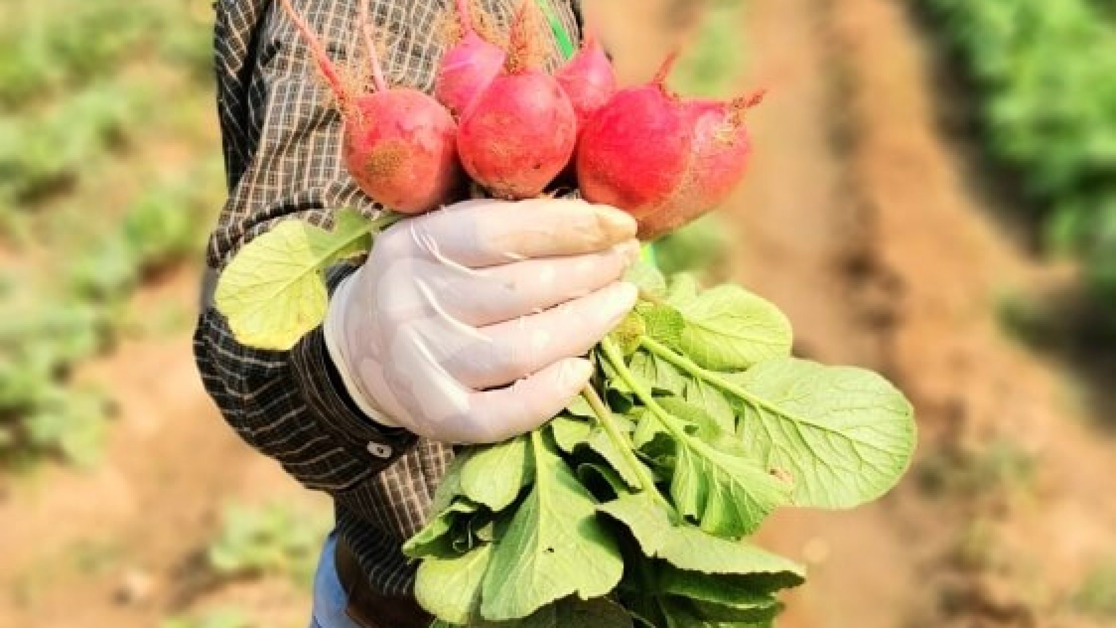 Radish (1) Radish (1)