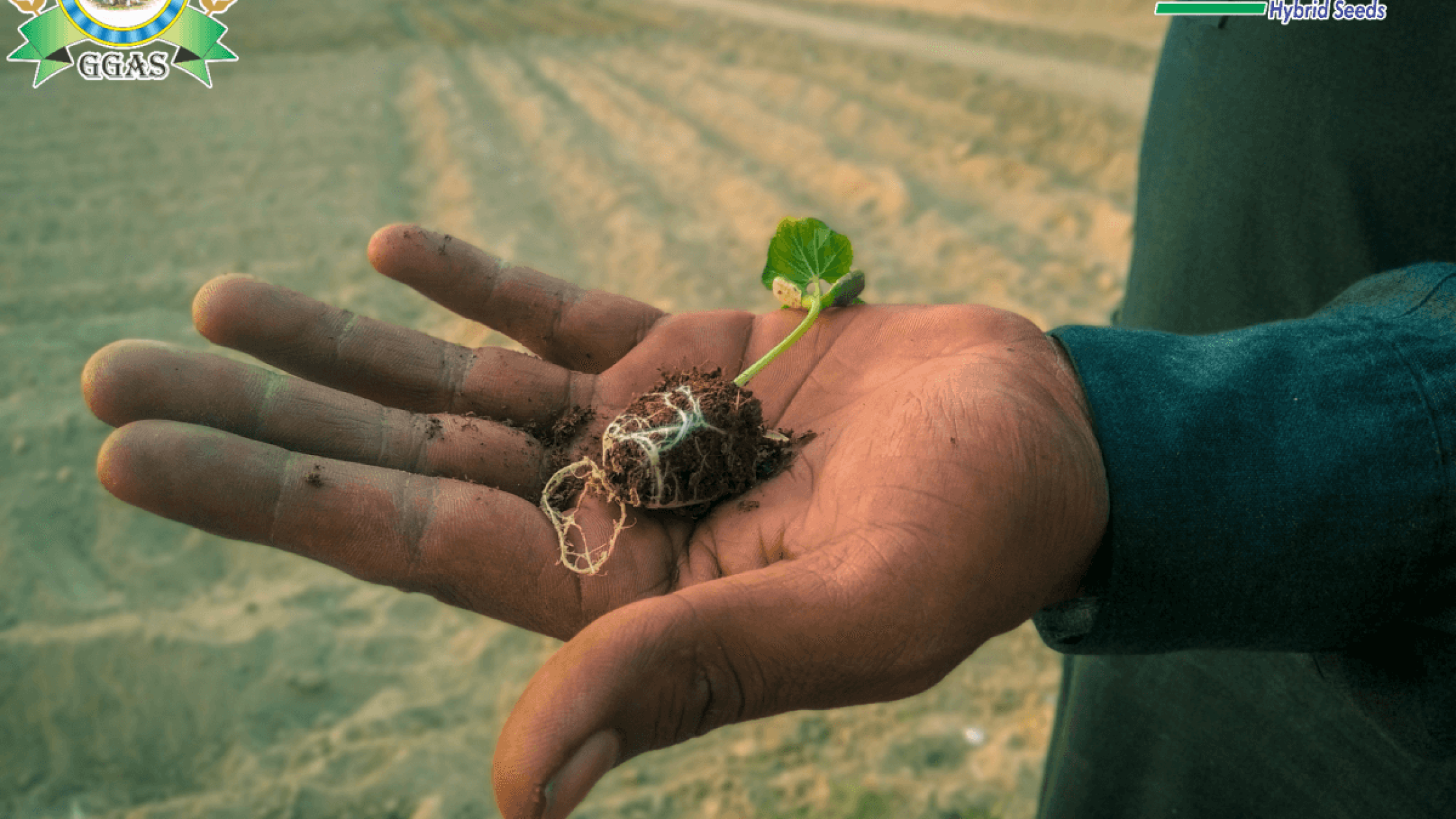 Temporary wilting (1) Temporary wilting (1)