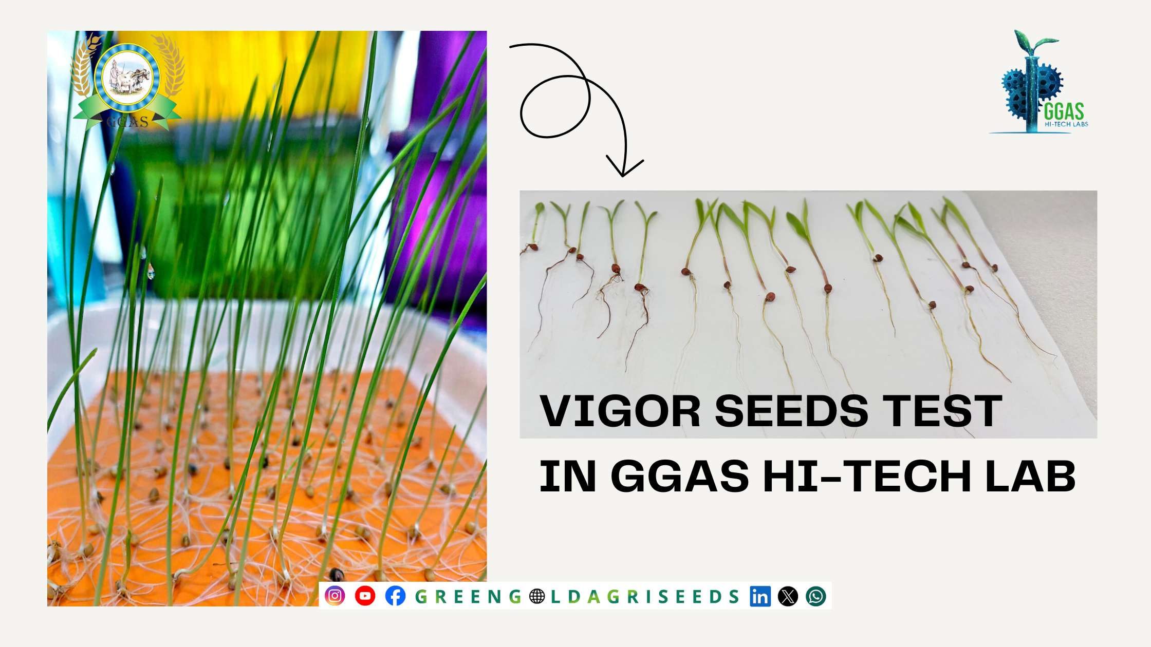 Vigor Seeds Test Vigor Seeds Test