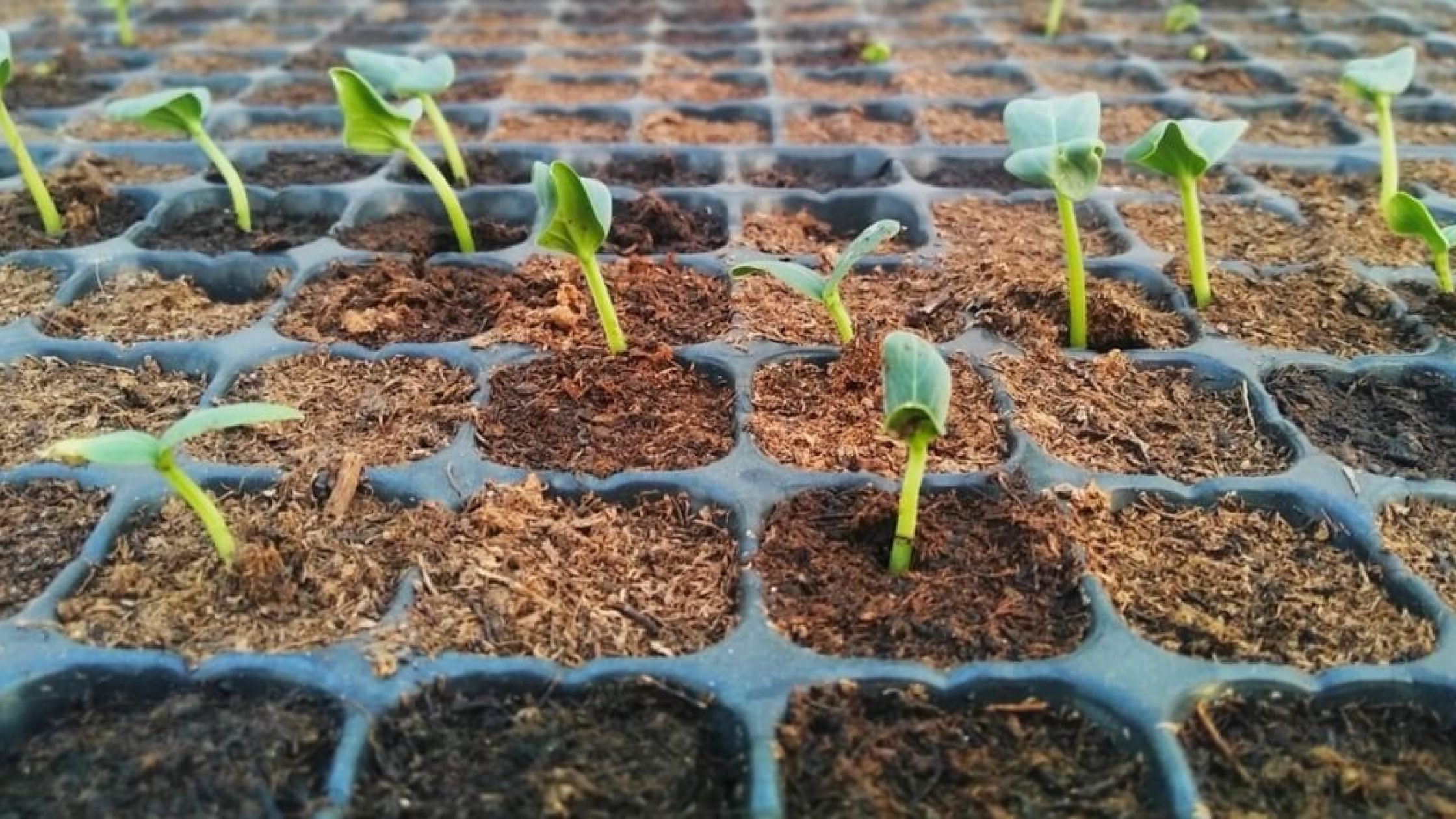 blog1603282402 (1) blog1603282402 (1)