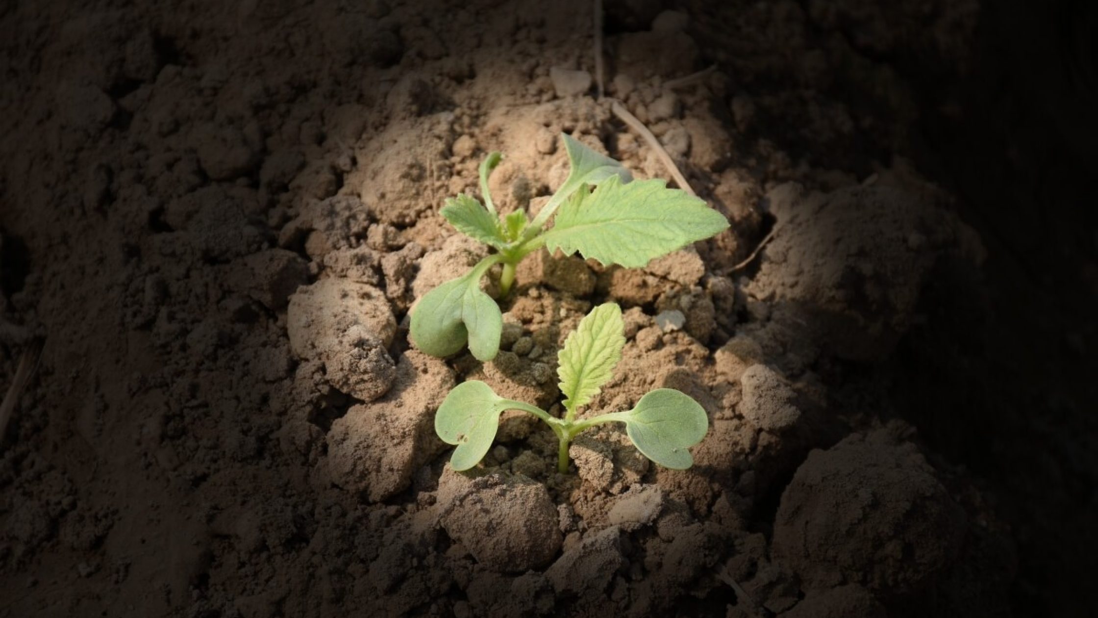 blog1603345360 (1) blog1603345360 (1)