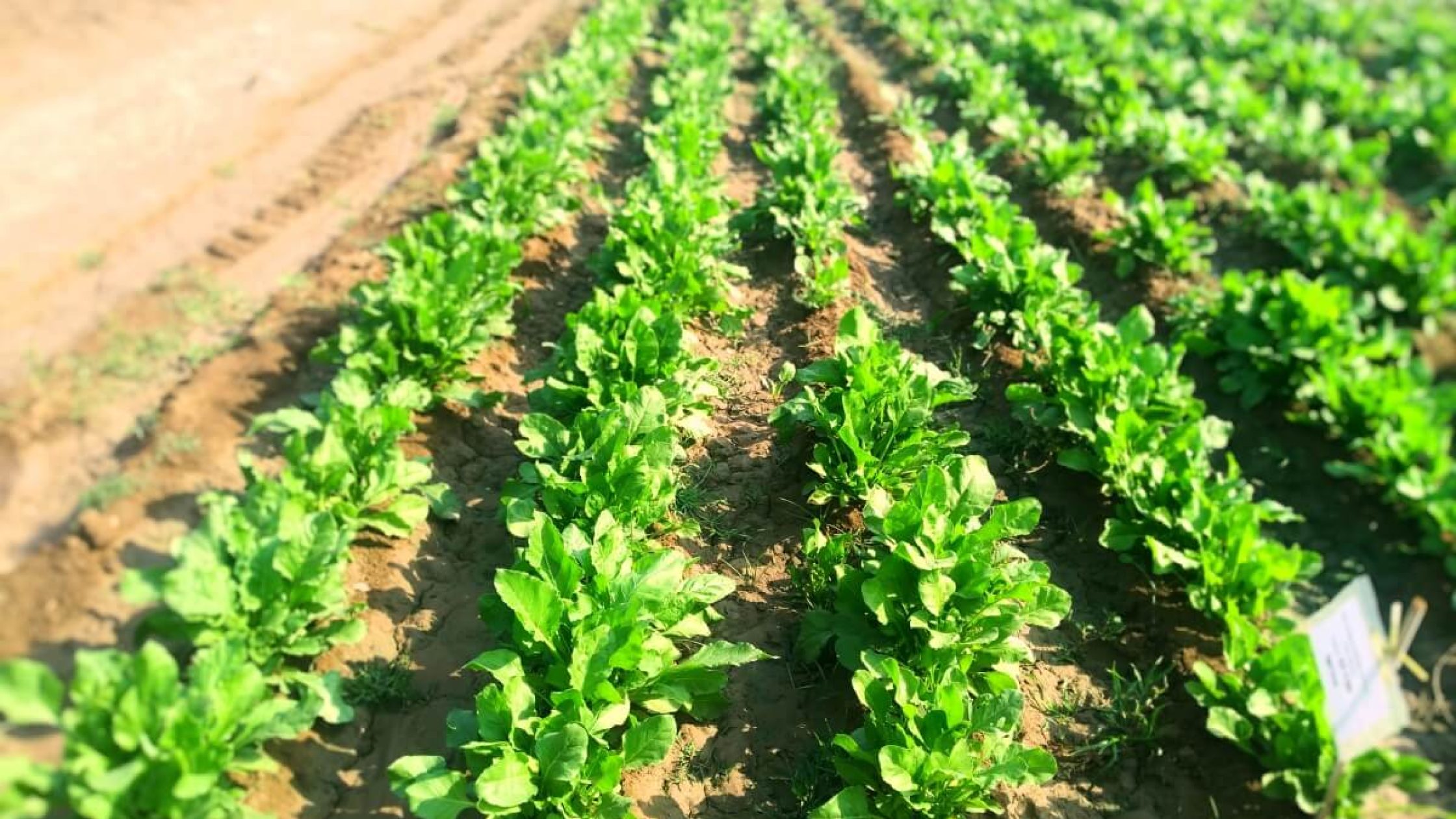 blog1603607694 (1) blog1603607694 (1)