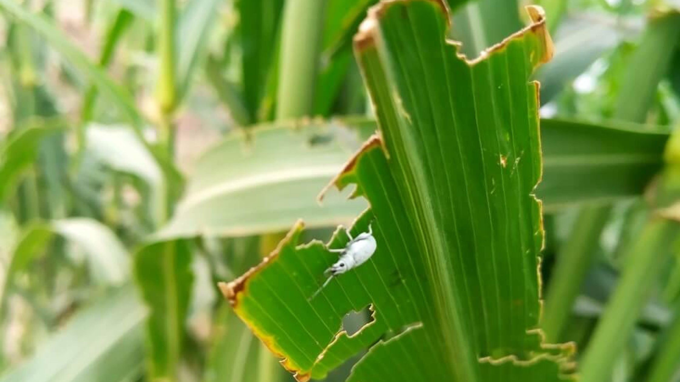 blog1603947801 (1) blog1603947801 (1)