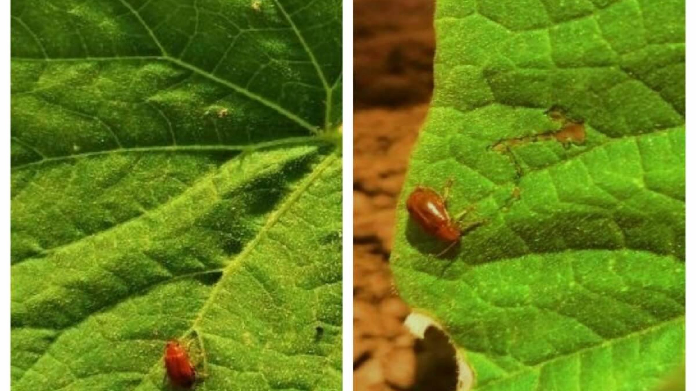 blog1632997538 (1) blog1632997538 (1)