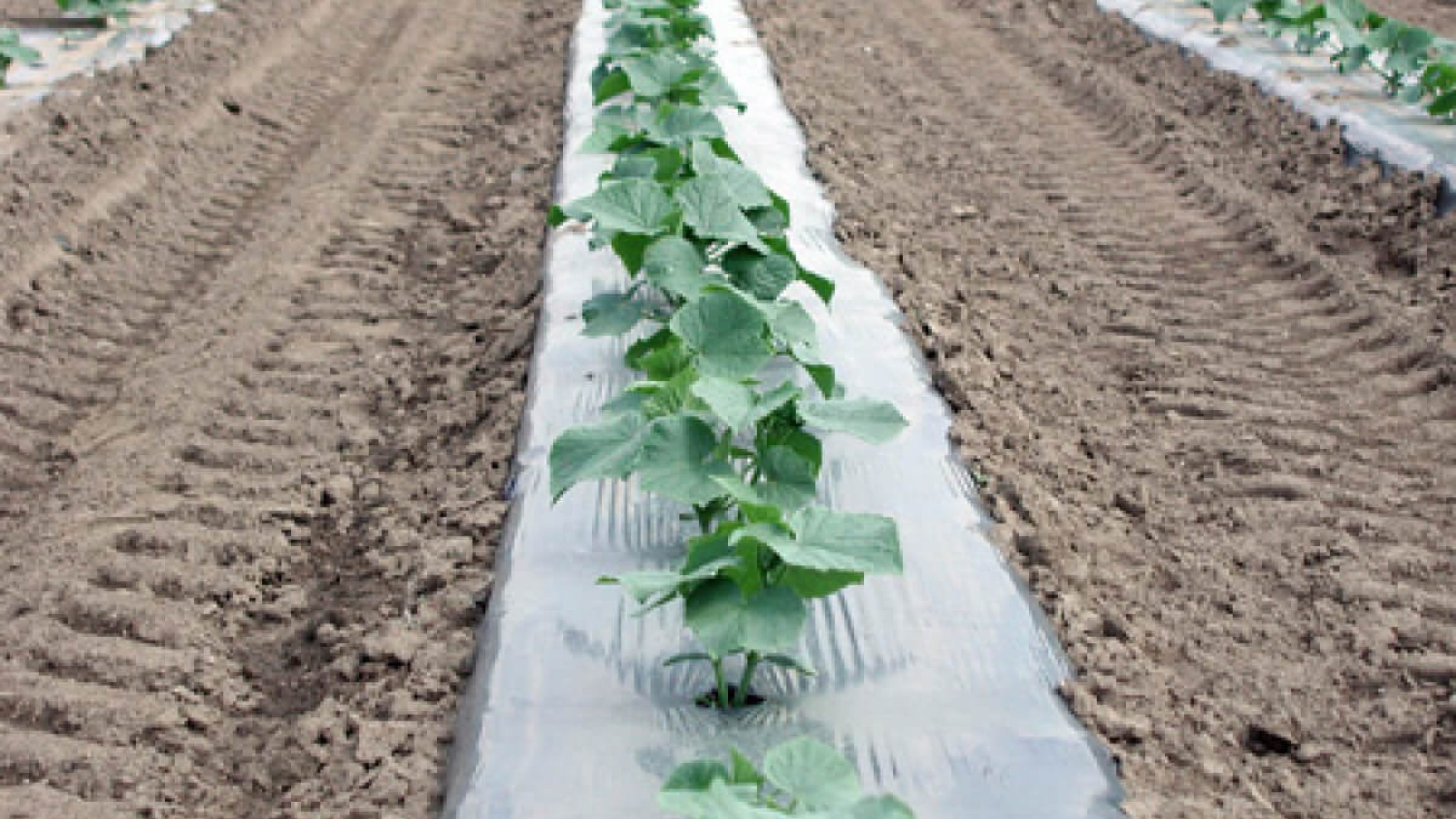 blog1642409041 (1) blog1642409041 (1)