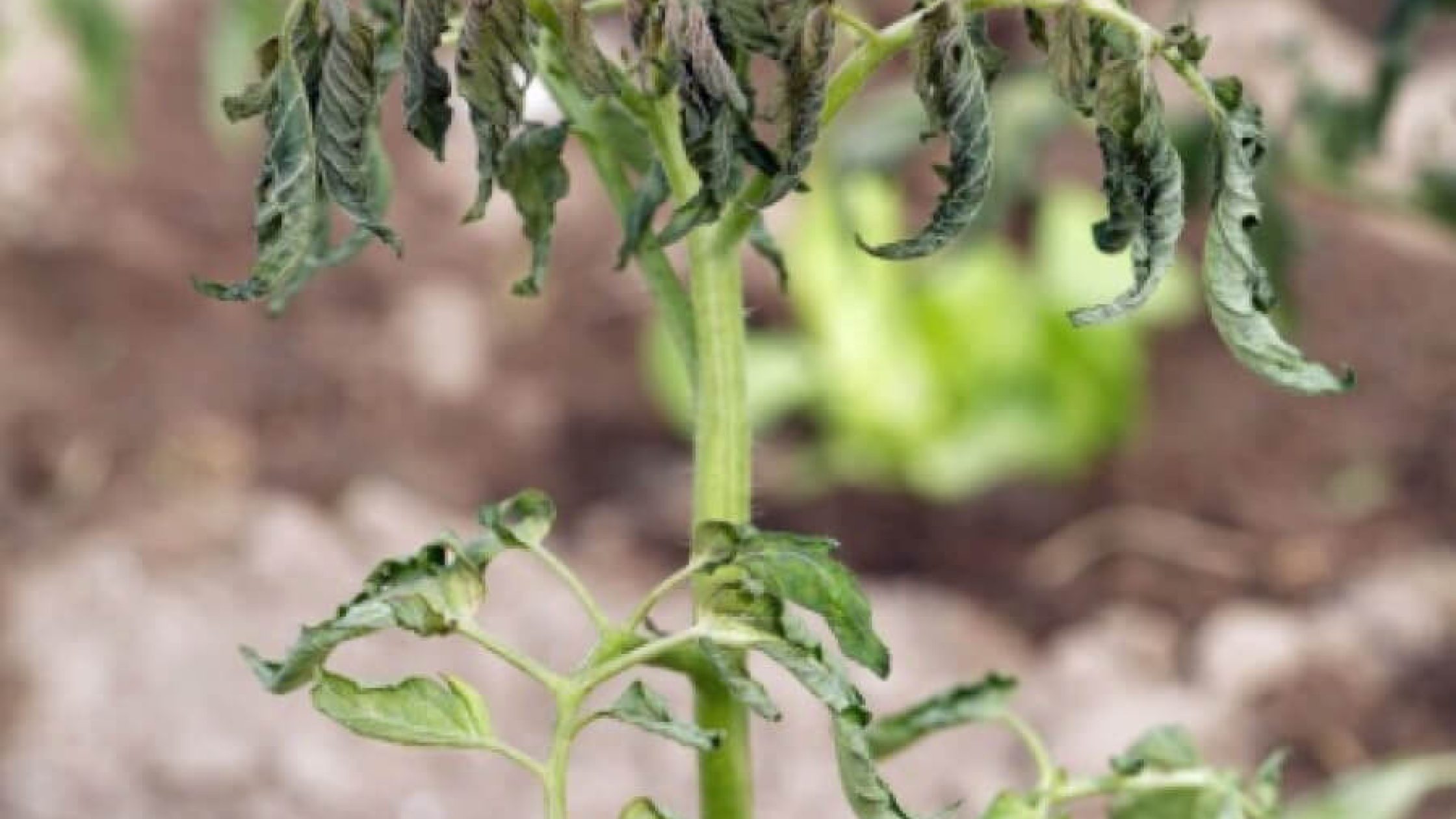 blog1648296130 (1) blog1648296130 (1)