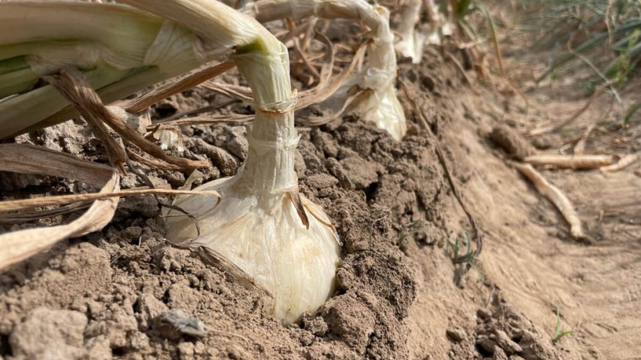 blog1656503045 (1) blog1656503045 (1)